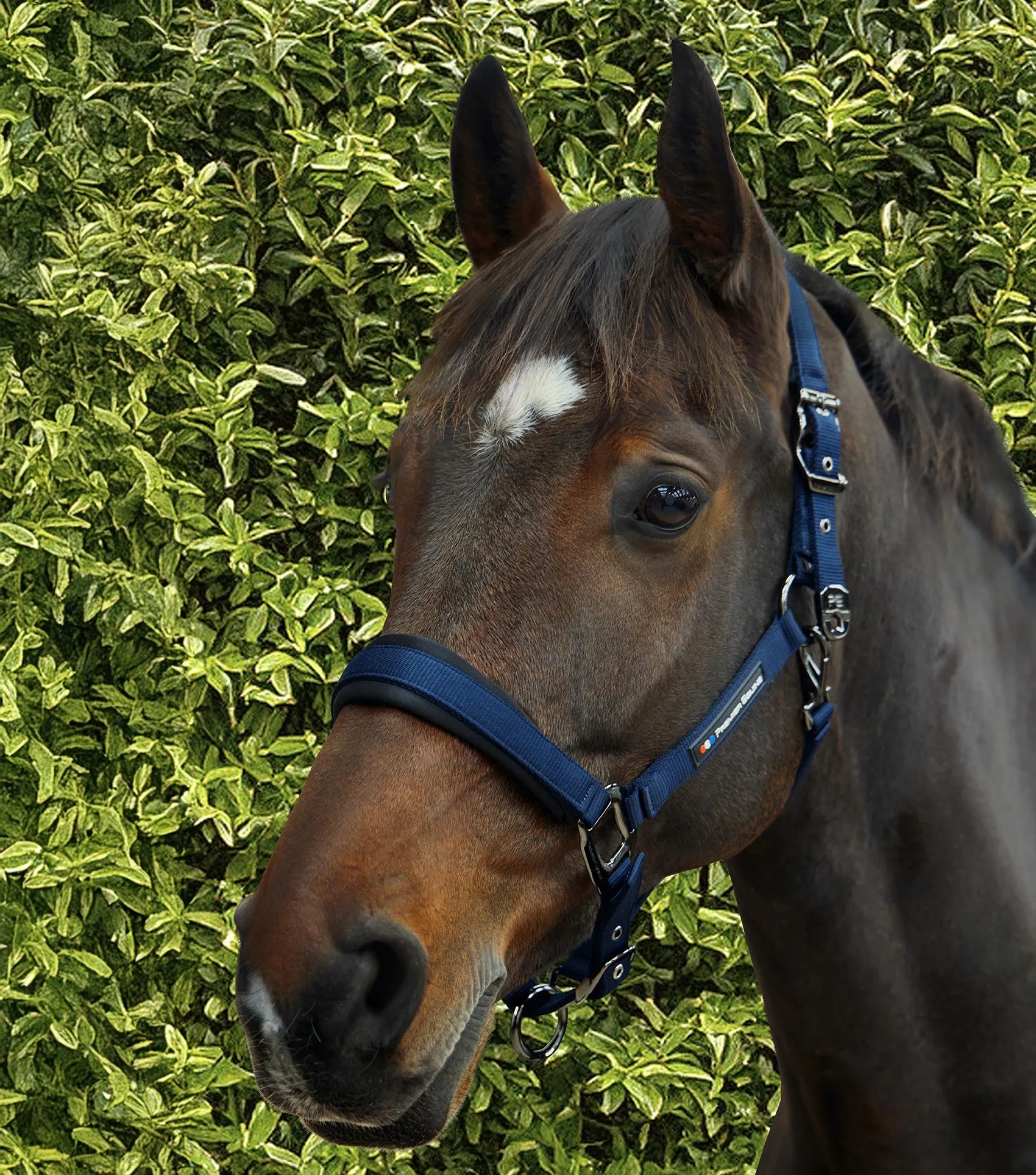 Corda Padded Head Collar with Lead Rope Navy